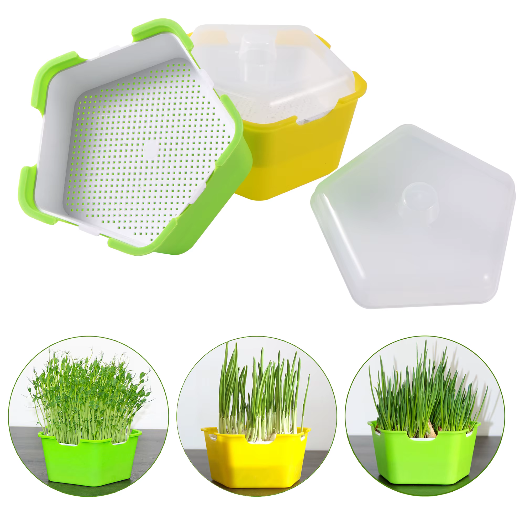 Pot de plantation de germes de haricot Lauren Box