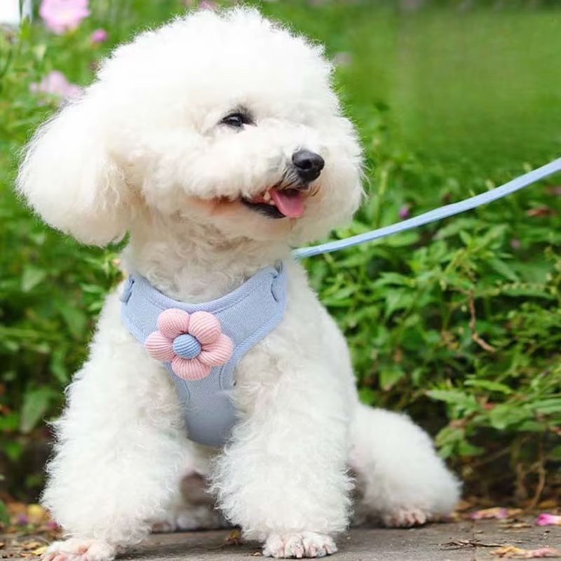 Harnais pour chien avec laisse de 1
