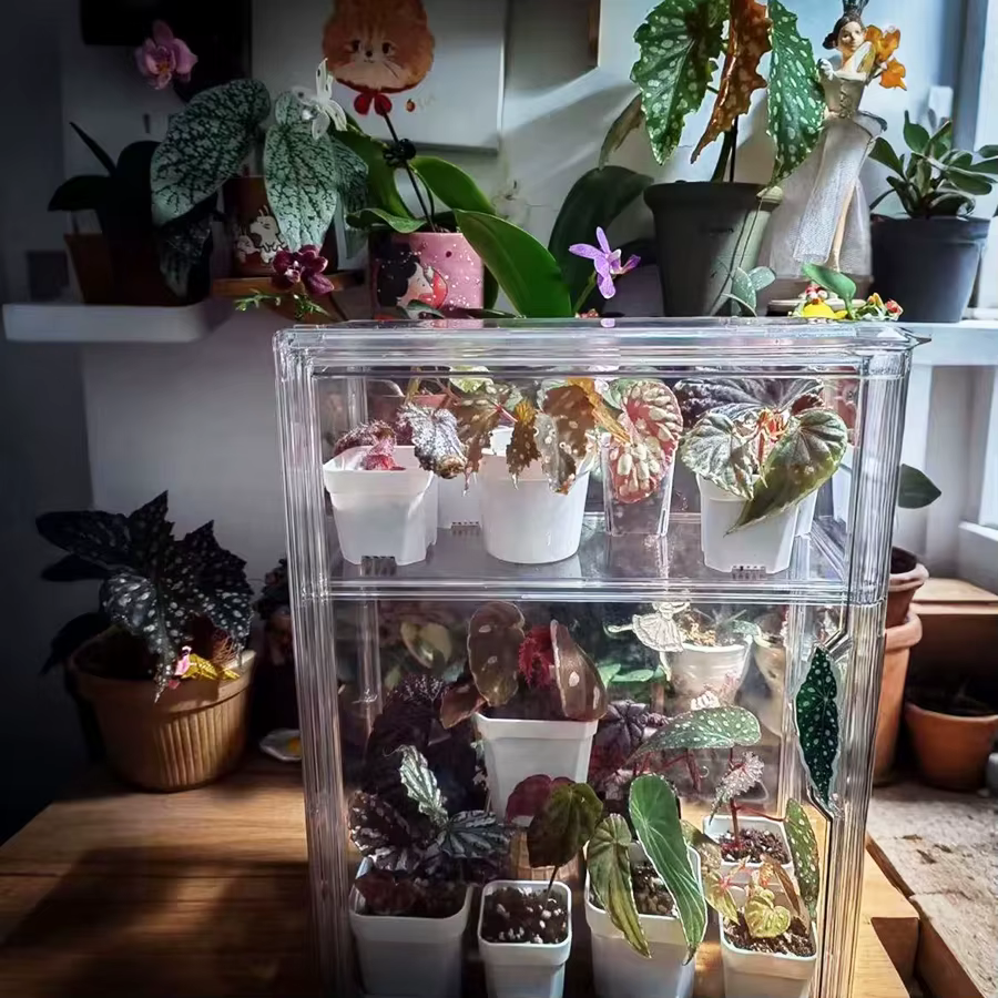 Boîte d'incubation de plantes