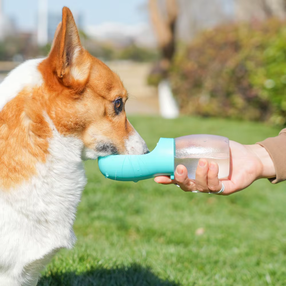 Bouteille d'eau pour chien de compagnie