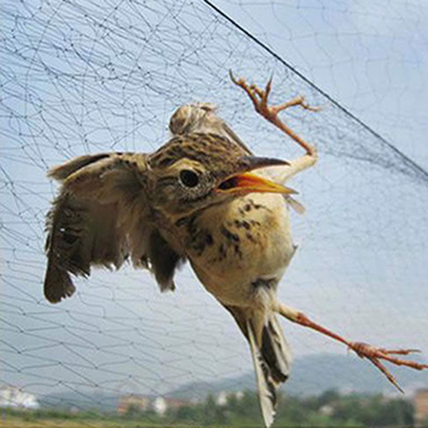 Filet en Nylon Anti-oiseau