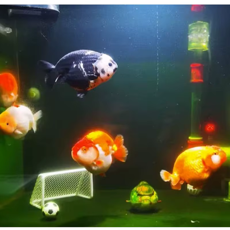 Poisson animal de compagnie football aquatique aquarium mini terrain