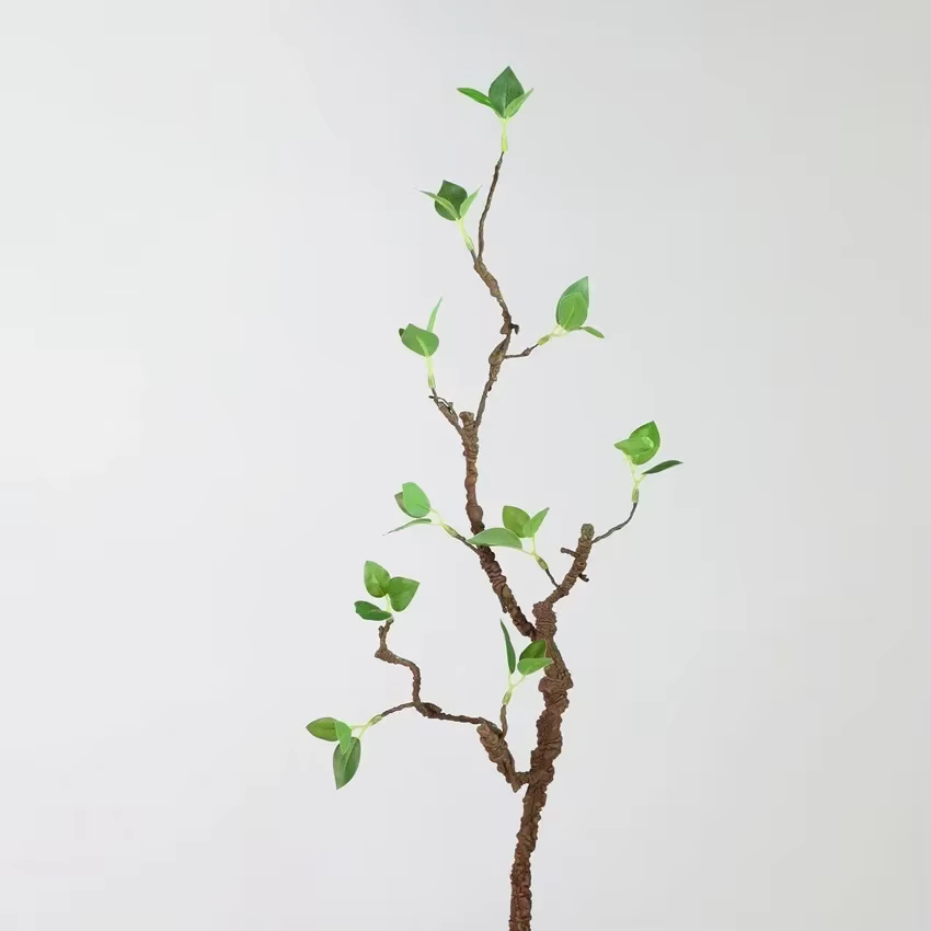 Branche mousseuse de cuir chevelu vert Él